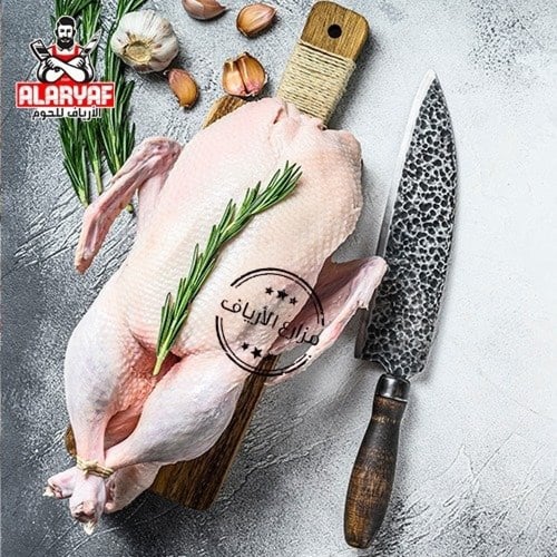 ذكر بط بلدي