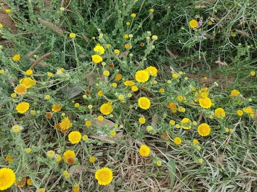 عرار 200 بذرة pulicaria