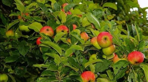 سماد عنصر النحاس