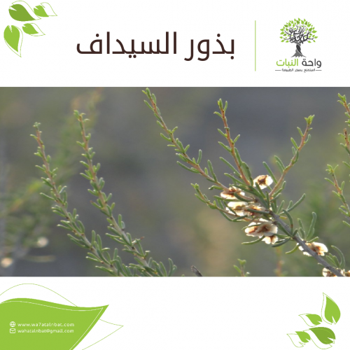 بذور السيداف (بذرتين)