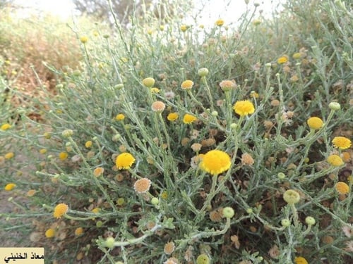جثجاث 100 بذرة لا ينصح به Pulicaria undulata