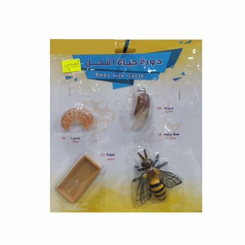 دورة حياة النحل