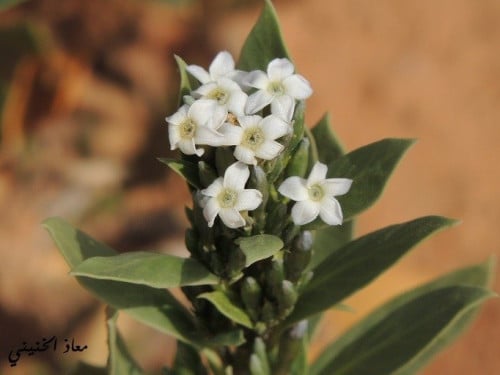 حرمل 30 بذرة Rhazya stricta Decne