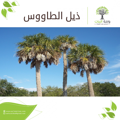 بذور ذيل الطاووس