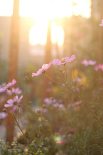 بذور كوسموس رقيقة - Sensation Blend Cosmos Seeds