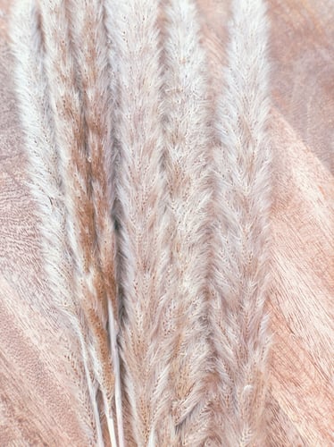 مجموعة اغصان بامباس صغير " لون بني "