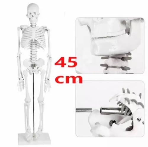 هيكل عظمي لجسم الانسان (3 أحجام) )