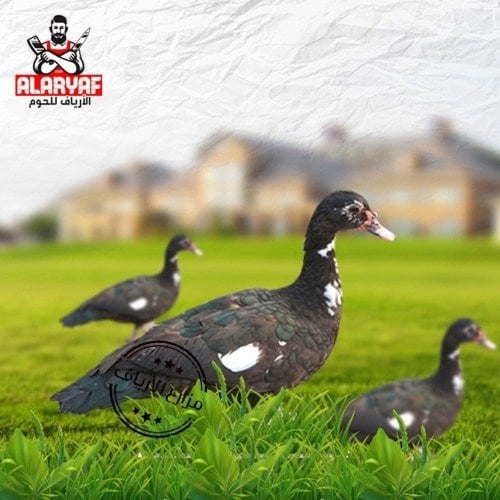 أنثى بط بلدي طازج