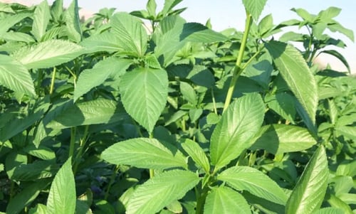 بذور نبات الملوخية (Corchorus olitorius)