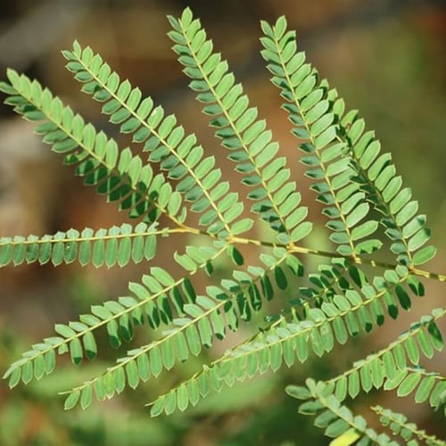 بذور البونسيانا الصفراء - بلتفورم (Peltophorum afr...