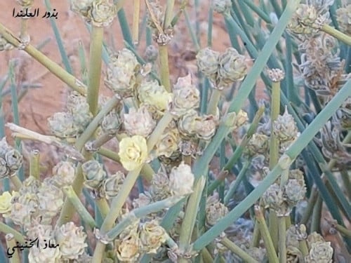 علندا 30 بذرة تقريبا ephedra alata decne