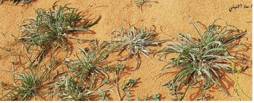 ربلة مقدار بيالة من السنابل و الورق Plantago boiss...