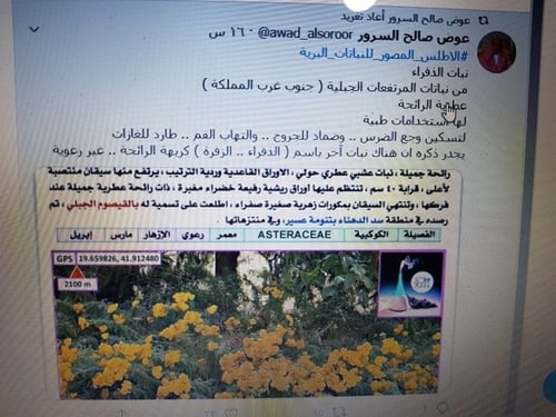 ثفراء - ضفراء - قيصوم جبلي 100 بذور Achillea arabi...