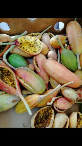 لصف 100 بذرة Capparis cartilaginea Decne