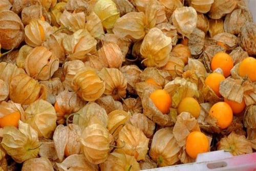 بذور الحرنكش ( Physalis )