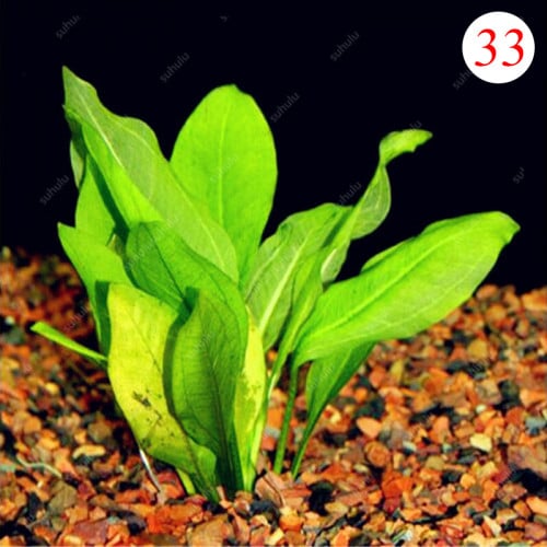 بذور نباتات مائية لاحواض السمك نوع 33 Grass