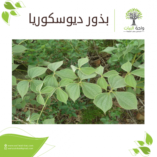 بذور ديوسكوريا