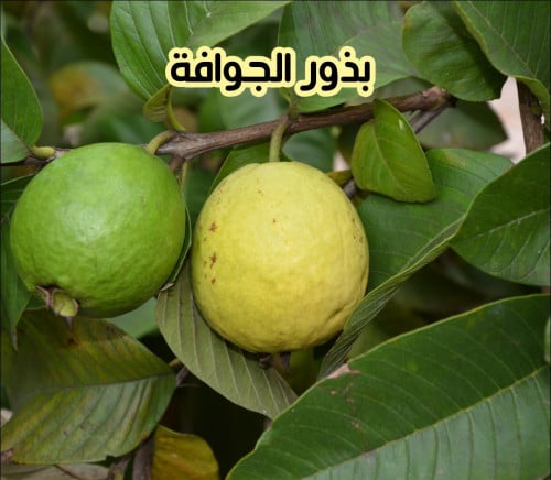 بذور الجوافة ( 5 بذرات)