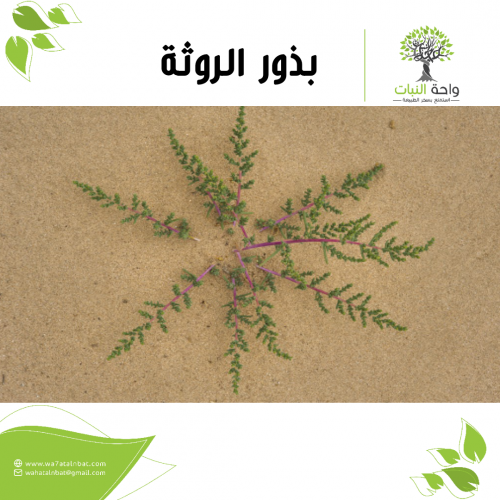 بذور الروثة (3 بذرات)