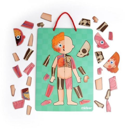 مغناطيس جسم الإنسان