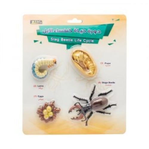 أشكال تعليمية ثلاثية الأبعاد تعلم دورة حياة مكونة...