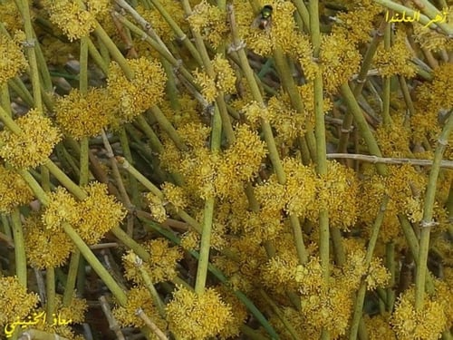 علندا 30 بذرة تقريبا ephedra alata decne