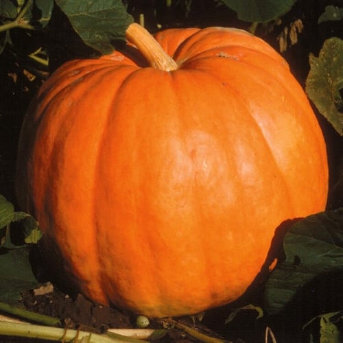 بذور يقطين عملاق - Big Max Pumpkin Seeds