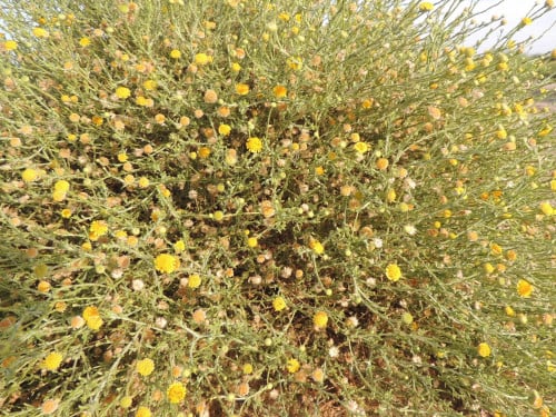 جثجاث 100 بذرة لا ينصح به Pulicaria undulata