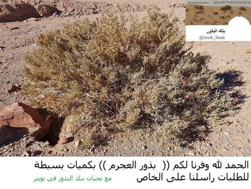 عجرم (مواصل ) البذور مقدار بيالة anabasis articula...