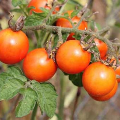 بذور طماطم برتقالي شيري