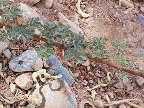 طلح شبهان -سيال 100 بذرة Acacia raddiana
