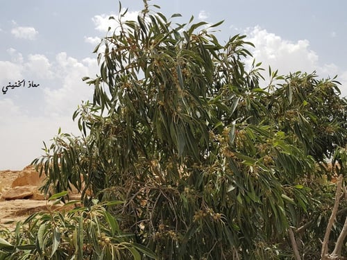 الأثب 100 بذرة Ficus cordata ssp