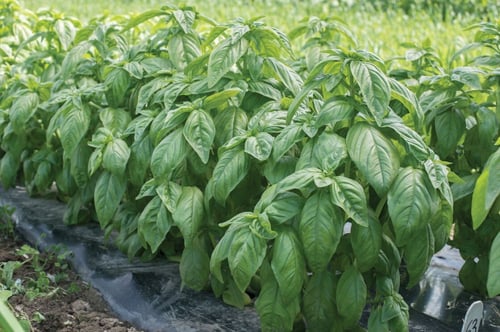 بذور ريحان إيطالي جنڤيز عضوي- Italian Genovese Bas...