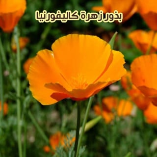 بذور كاليفورنيا