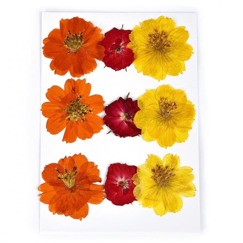 ورد مجفف مجموعة رقم 12