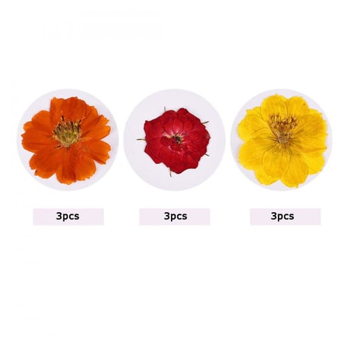 ورد مجفف مجموعة رقم 12