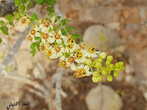 لبان عماني 30 بذرة Boswellia sacra Flueck