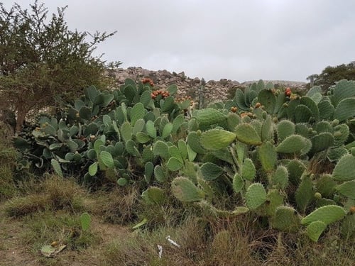 برشومي(تين شوكي )30 بذرة Opuntia ficus-indica