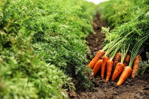 بذور نبات الجزر ( Raphanus sativus )