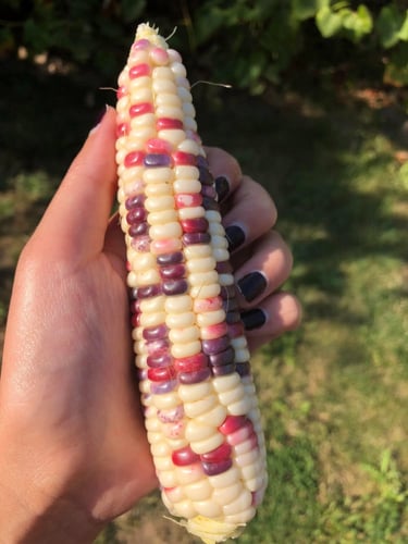 بذور ذرة حلوة ملونة - Painted Hill Sweet Corn Seed...