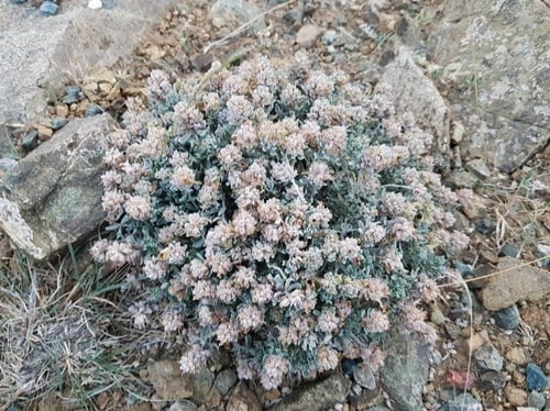 جعد من جبال السراة ؟؟ بذور Teucrium yemense