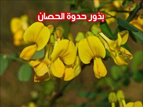 بذور حدوة الحصان