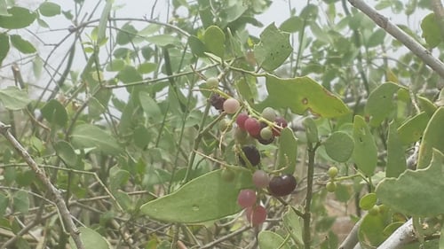 اراك 100 بذرة Salvadora persica