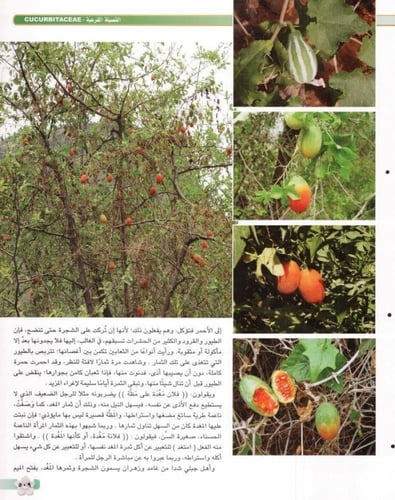 مغد 20 بذرة Coccinea grandis