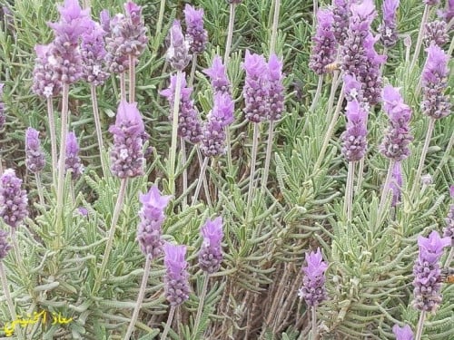 ضرم ( لافندر ) 70 بذرة تقريبا lavandula dentata