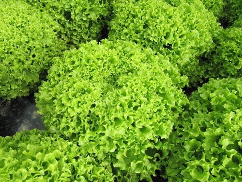 بذور خس لولو بيوندا