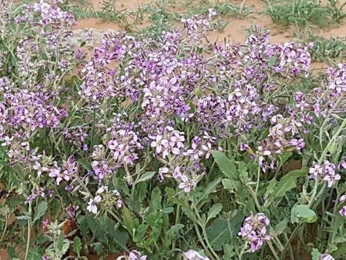 خزامى 100 بذرة Horwoodia dicksoniae