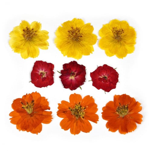 ورد مجفف مجموعة رقم 12