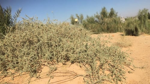 مصع ( غرقد ) 30 بذرة Nitraria retusa