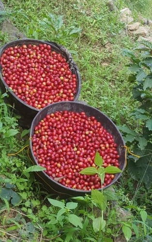 قهوة القشر اليمني الخولاني (بدون تحميص)1كجم